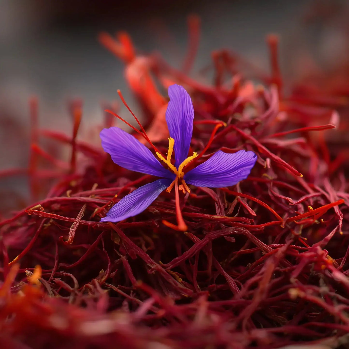Nahaufnahme einer violetten Safranblüte auf einem Haufen roter Safranfäden.