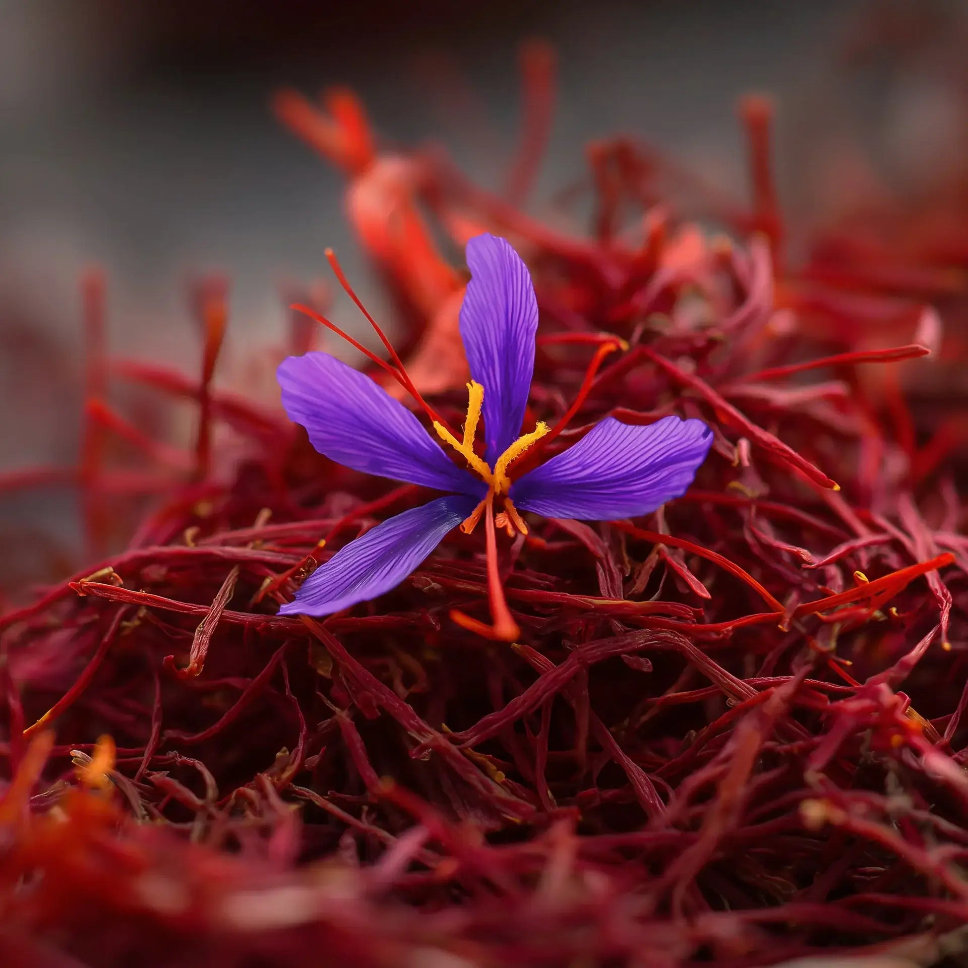 Nahaufnahme einer violetten Safranblüte auf einem Haufen roter Safranfäden.