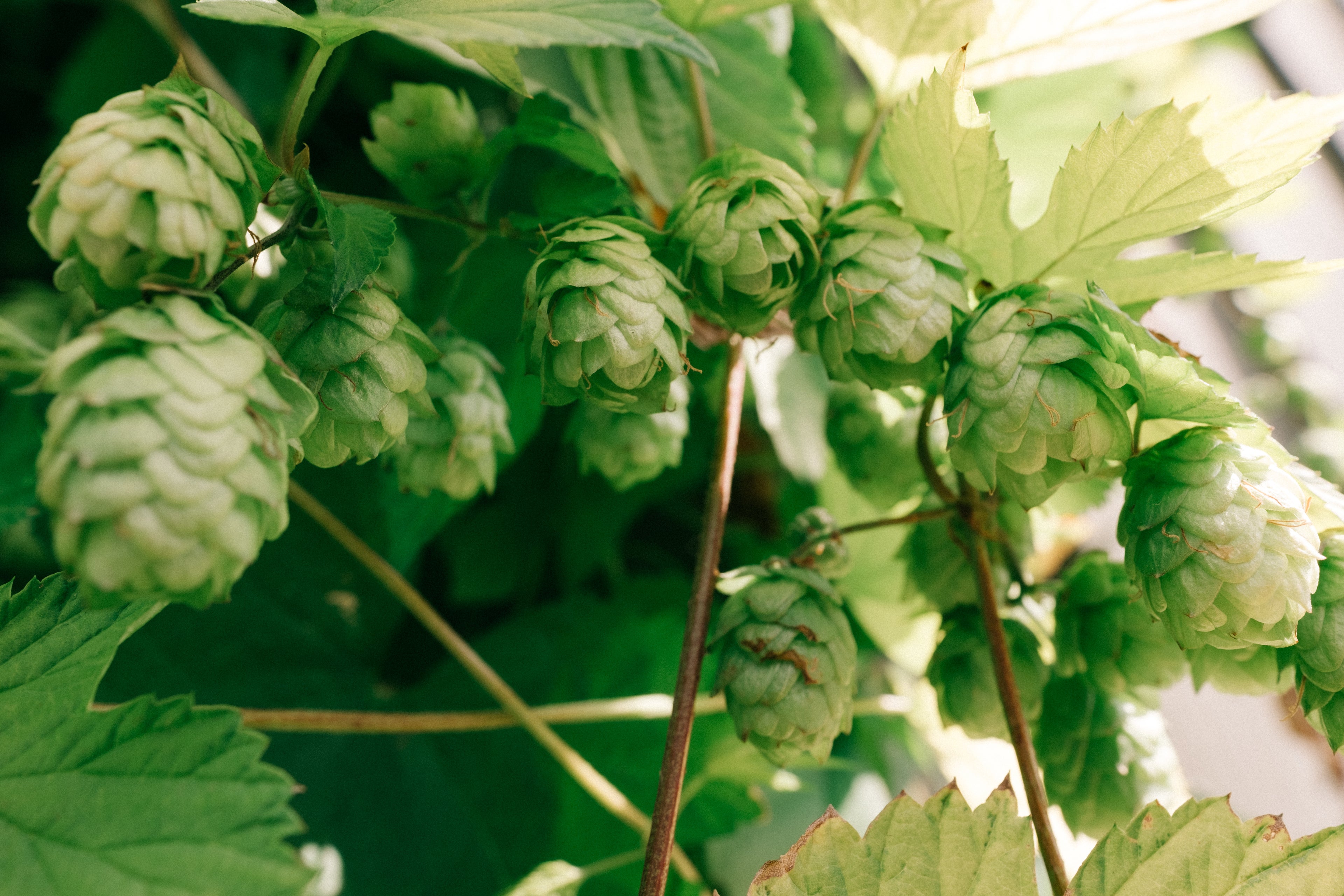 hops-plant-on-vine